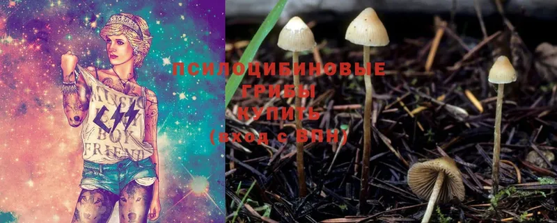 Псилоцибиновые грибы Cubensis  Льгов 